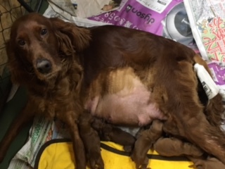 ありがとうございました 完売です 犬の販売 706