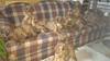 ACbVEZb^[ q T Dog fashion brand... 710