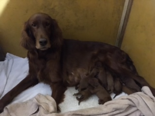 予約完売いたしました★ありがとうございます 犬の販売 716