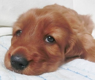 受付終了 犬の販売 717