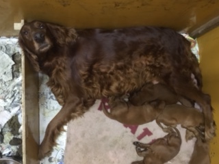 ありがとうございました完売いたしました 犬の販売 718