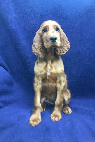 両親チャンピオン股関節OFA検査しています。 犬の販売 720