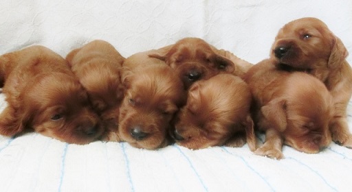 受付終了しました 犬の販売 727