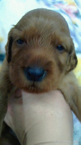 ありがとうございました★完売です 犬の販売 728