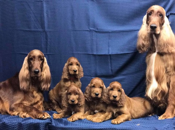 2020年1月中旬出産します。 犬の販売 731