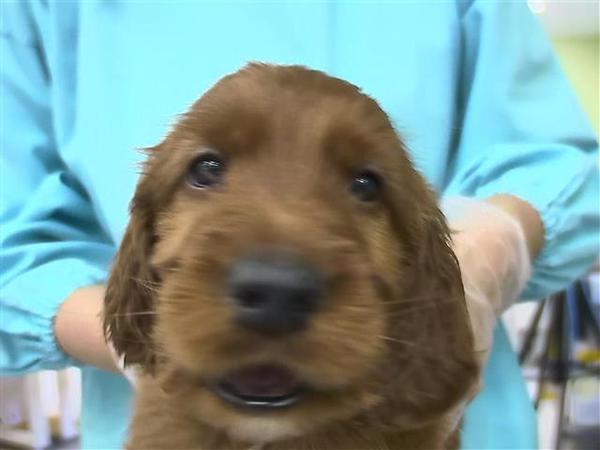 ありがとうございました 完売しました 犬の販売 735