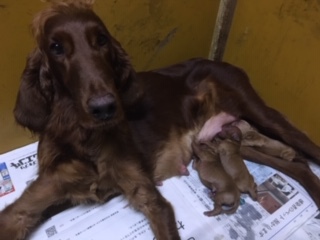 かわいい顔に自信あり★お待たせしました 犬の販売 738