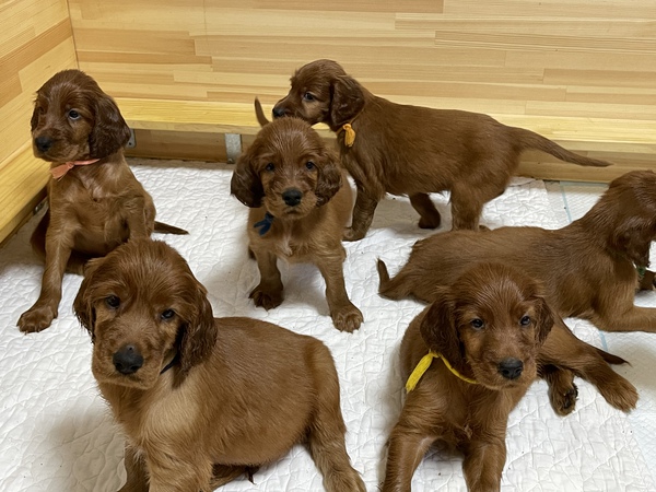 2022年7月に生まれます。 犬の販売 744