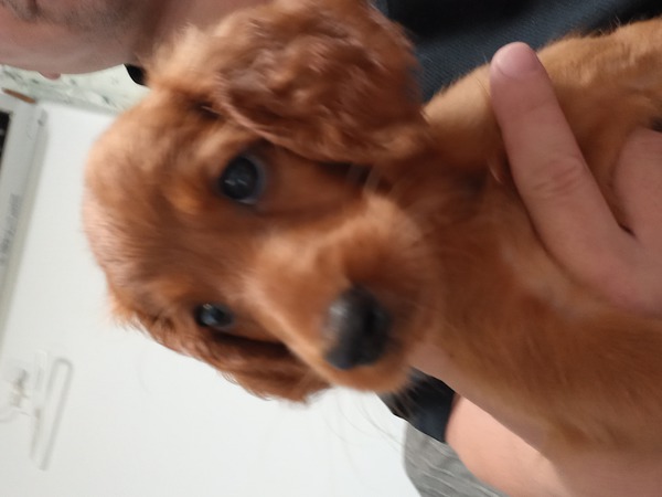 可愛いアイリッシュの女の子 犬の販売 745
