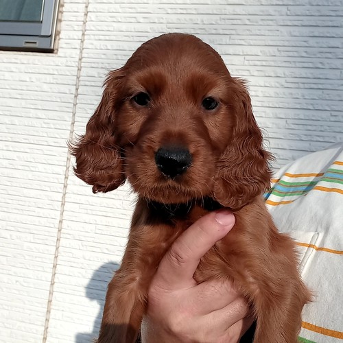 とっても美人な女の子です。 犬の販売 746