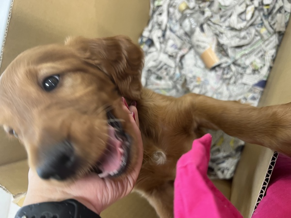 アイリッシュセッター 犬の販売 752