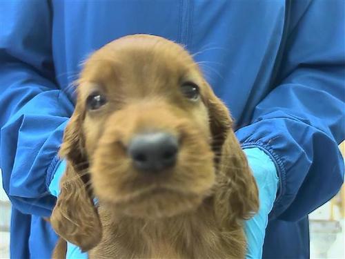 かわいい顔に自信あり 犬の販売 755