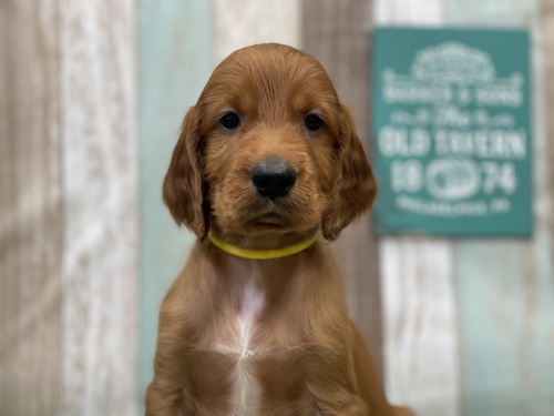 アイリッシュ・セッター 犬の販売・譲渡 766 2024.3月出産します