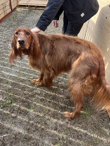 アイリッシュ・セッター 犬の販売・譲渡 772 甘えたな4歳女の子