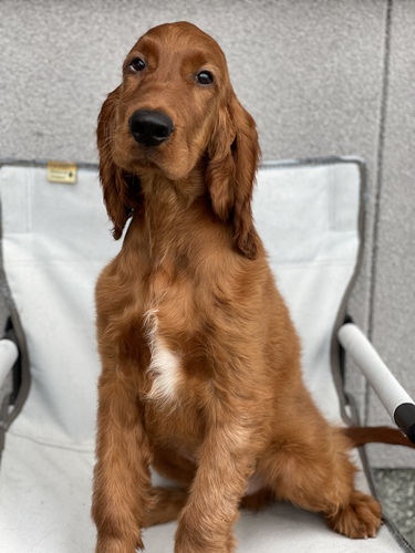 アイリッシュ・セッター 犬の販売・譲渡 773 アメリカチャンピオンの子供が生まれました