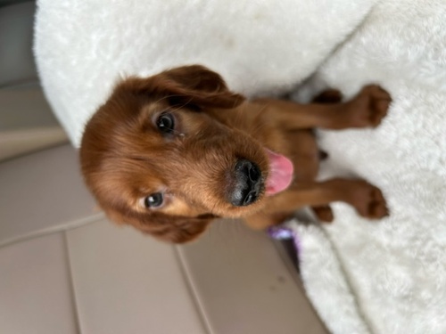 アイリッシュ・セッター 犬の販売・譲渡 776 可愛い子