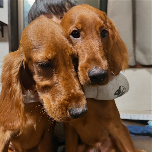気品溢れる毛並みが美しい!アイリッシュの子犬たち 犬の販売 777
