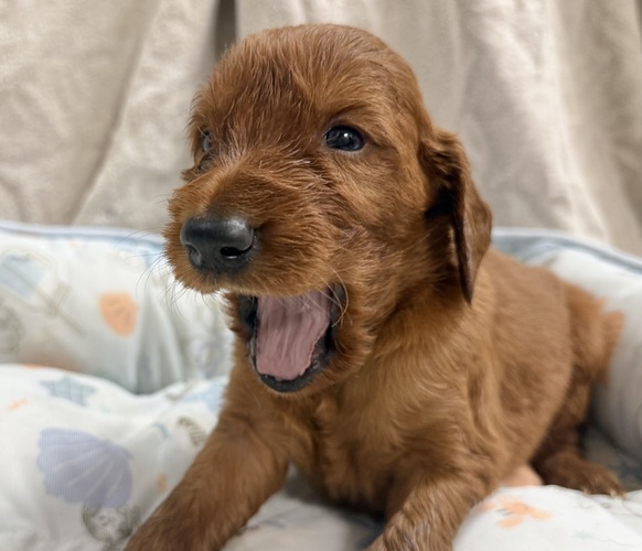 アイリッシュ・セッター 犬の販売・譲渡 781 6/10産まれ アイリッシュセッターパピー