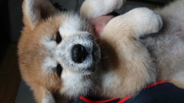 秋田犬の女の子 赤毛 No 1669 秋田犬 子犬販売 犬の出産情報 Dogoo Com