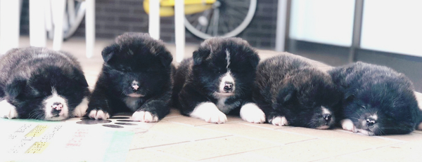 秋田犬の虎毛の可愛い仔犬です No 1676 秋田犬 犬の出産情報 子犬販売 Dogoo Com 秋田犬の虎毛の可愛い仔犬です No 1676 秋田犬 犬の出産情報 子犬販売 Dogoo Com