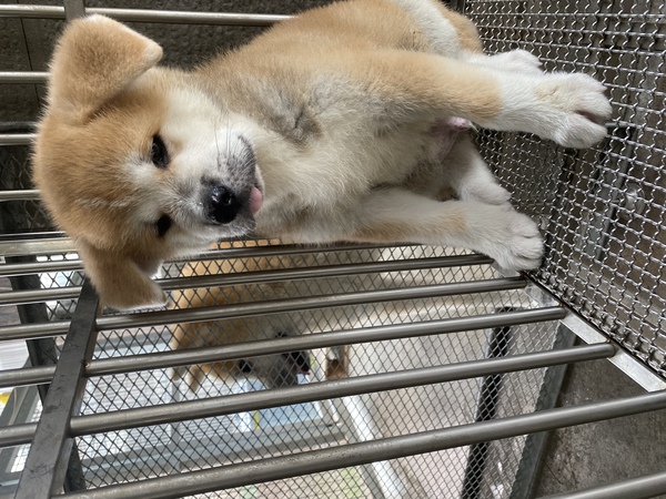赤毛の男の子 犬の販売 1701