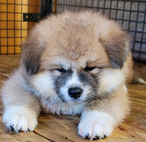 ムクムクの長毛 犬の販売 1707