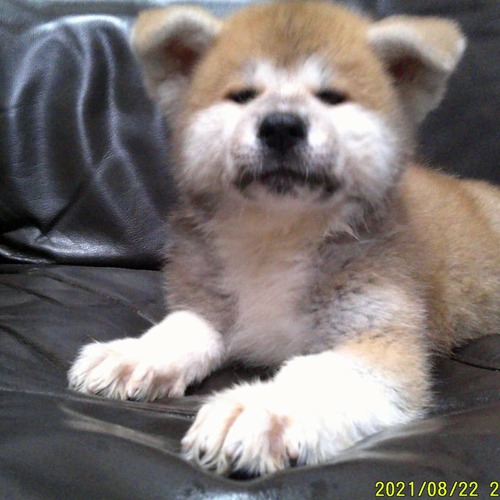 赤毛の牝です。 犬の販売 1709