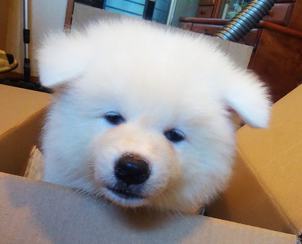 秋田犬 白 長毛 犬の販売 1716