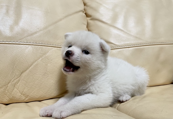 社会勉強中!! 犬の販売 1717