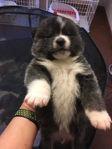 子犬お譲りします 犬の販売 1723