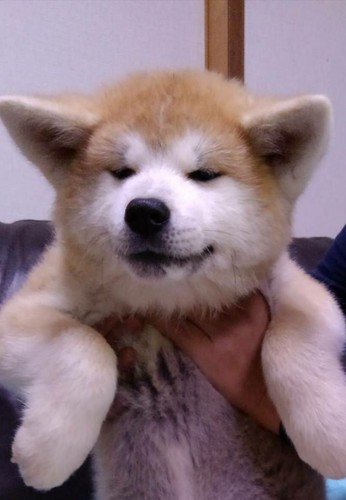 赤毛の秋田犬 犬の販売 1737