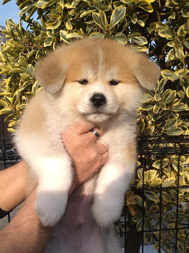 可愛い赤毛の仔犬です 犬の販売 1755