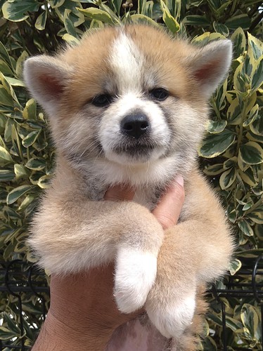 可愛い赤毛の仔犬です! 犬の販売 1827