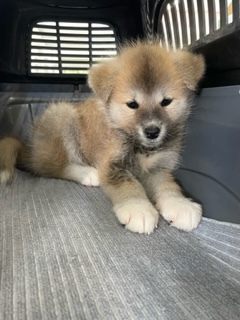 秋田犬 犬の販売・譲渡 1832 小さめ秋田!