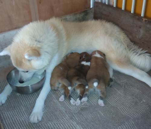 秋田犬 犬の販売・譲渡 1847 秋田犬 赤毛の仔犬産まれてます