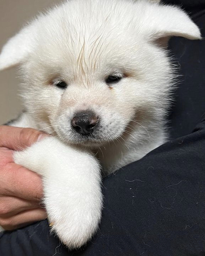 秋田犬 犬の販売・譲渡 1865 白毛の男の子