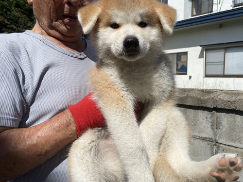 秋田犬 犬の販売・譲渡 1928 赤毛の姉妹