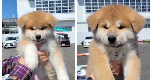 秋田犬 犬の販売・譲渡 1952 可愛い赤オス
