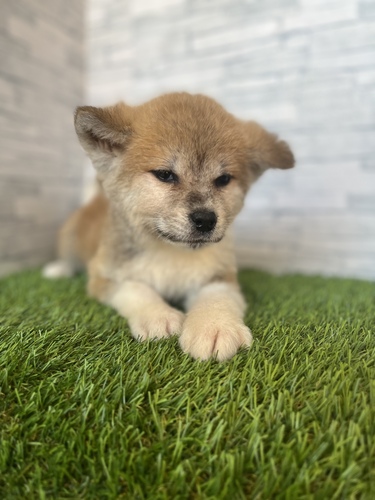 秋田犬 犬の販売・譲渡 1953 秋田県のダイヤモンドクラス