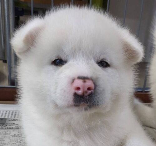 秋田犬 犬の販売・譲渡 1968 秋田犬仔犬 白毛男の子 御予約案内です♪