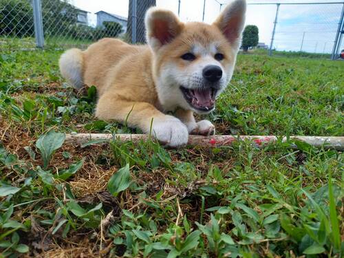 秋田犬 犬の販売・譲渡 1970 赤メス