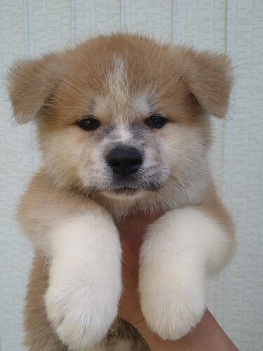 秋田犬 犬の販売・譲渡 1974 可愛らしい赤毛の仔犬です