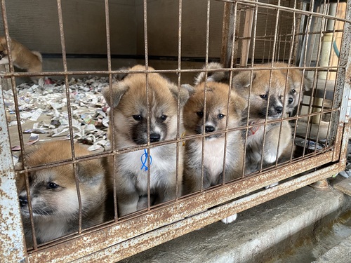 秋田犬 犬の販売・譲渡 1976 みんな綺麗な顔になります。