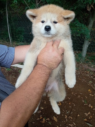 秋田犬 犬の販売・譲渡 1979 秋田犬の仔犬(赤メス)