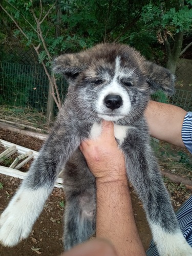 秋田犬 犬の販売・譲渡 1980 秋田犬の仔犬(虎毛メス)