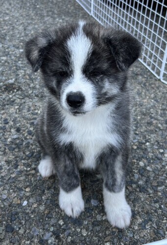 秋田犬 犬の販売・譲渡 1982 ハイグレードな子犬です🐶