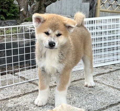秋田犬 犬の販売・譲渡 1986 あと赤メス1頭になりました🐶