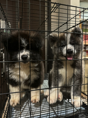 秋田犬仔犬 犬の販売 1987