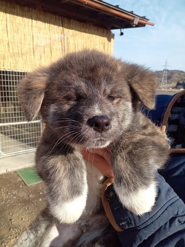 秋田犬 犬の販売・譲渡 1998 可愛い虎毛の秋田犬