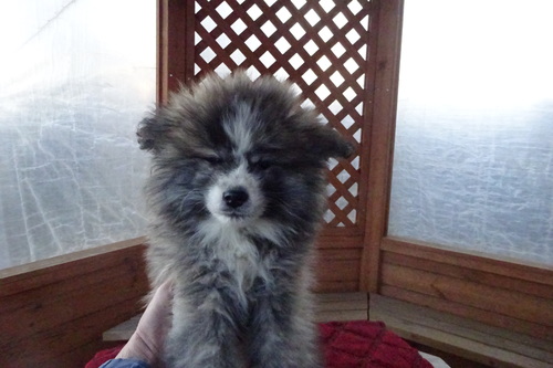 秋田犬 犬の販売・譲渡 2003 虎毛長毛の人懐こい女の子です。